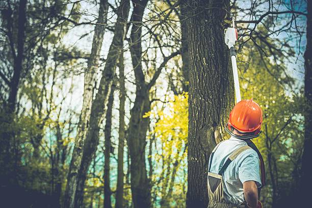 How Our Tree Care Process Works  in  Liverpool, NY